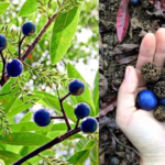 Rudraksha Tree